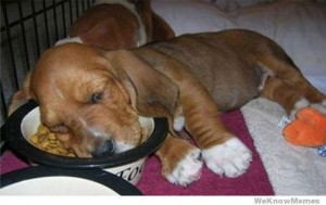 Dogs Falling Asleep While Eating 91x Fm